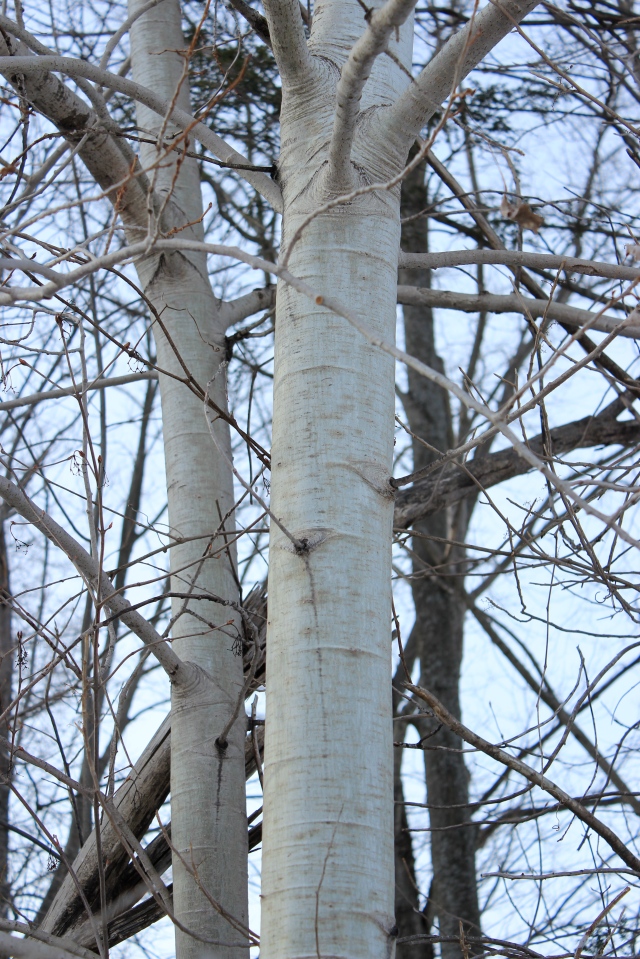 Populus tremuloides - bark II