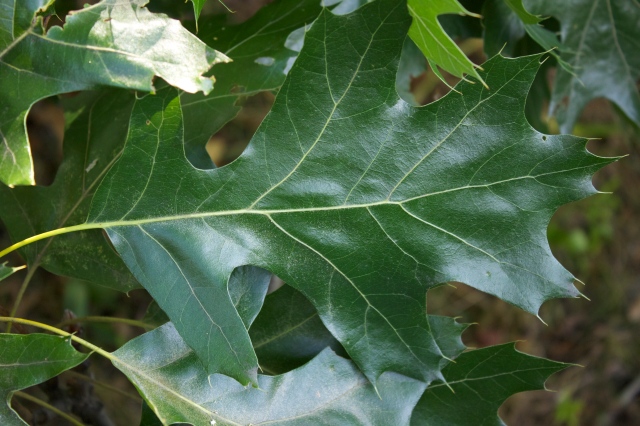 Quercus Velutina – Black Oak Tree – Sandy's Plants, Disease and Insect ...
